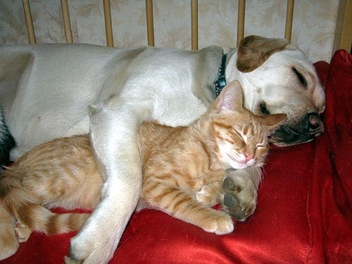 Dog and cat sleeping