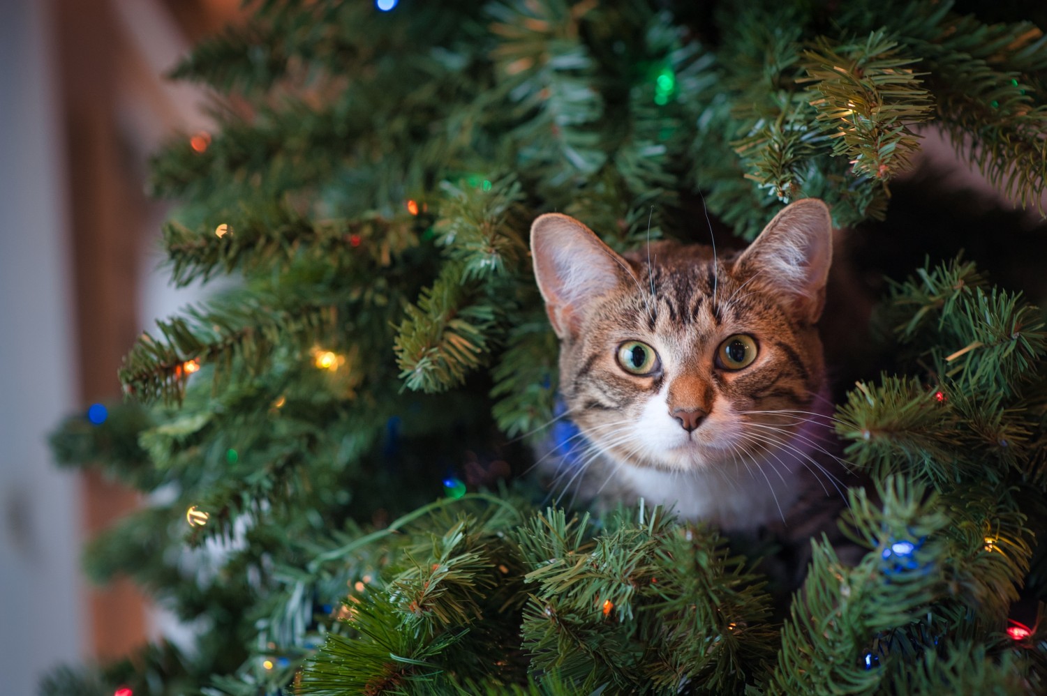 Cat in holiday tree